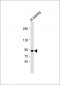 VAV3 Antibody (C-term)