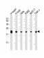 MT-CO2 Antibody (C-term)