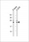 PSMB9 Antibody (C-Term)