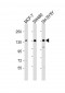 SRGAP2 Antibody (C-term)