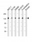 SRGAP2 Antibody (C-term)