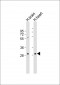 SCO1 Antibody (Center)