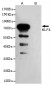 KLF4 Antibody