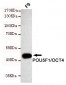 POU5F1/OCT4 Antibody
