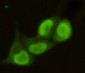 PRMT6 Antibody