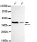 PRMT6 Antibody