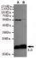 IL8 Antibody