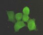 PPP1A Antibody