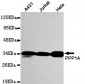 PPP1A Antibody