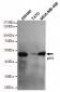 p53 (C-terminus) Antibody