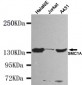 SMC1A (N-terminus) Antibody