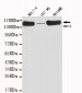 SMC1A(C-term) Antibody