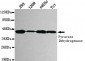 pyruvate dehydrogenase (lipoamide) alpha 1 Antibody