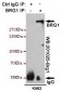 BRG1 Antibody