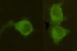 Mannose Phosphate Isomerase Antibody