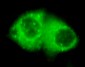 Keratin 7 (C-terminus) Antibody