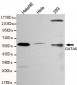 GATA6 Antibody