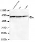Hsp70 (N-terminus) Antibody