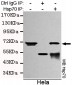Hsp70 (C-terminus) Antibody