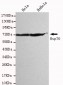 Hsp70 (C-terminus) Antibody