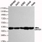 GAPDH(human specific) Antibody