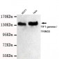 TIF1 gamma / TRIM33 Antibody