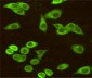 BiP/GRP78 (C-terminus) Antibody