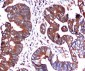 BiP/GRP78 (C-terminus) Antibody
