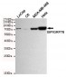 BiP/GRP78 (C-terminus) Antibody