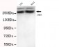 CHD3 (C-terminus) Antibody