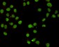 CHD3 (C-terminus) Antibody