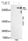 CHD3 (C-terminus) Antibody