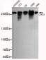 CHD3 (C-terminus) Antibody