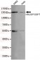 HAUSP / USP7 Antibody