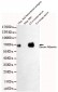Human Serum Albumin Antibody