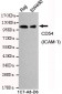 CD54(ICAM-1) Antibody