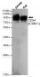 CD54(ICAM-1) Antibody