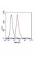 SMAD5 (C-terminus) Antibody