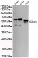 SMAD5 (C-terminus) Antibody