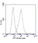 ATP-Citrate Lyase (C-terminus) Antibody