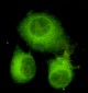 ATP-Citrate Lyase (C-terminus) Antibody