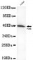 FAS (C-terminus) Antibody