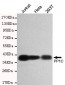 PP1C Antibody