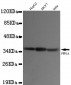 PPP1A Antibody