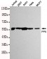 PP5 Antibody