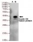 Cyclin D2 Antibody