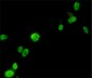 FOXP3 Antibody