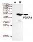 FOXP3 Antibody