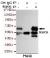 Ikaros (C-terminus) Antibody