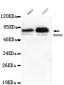 Ikaros (C-terminus) Antibody